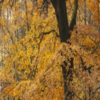 癫痫自动症有哪些表现该如何护理?